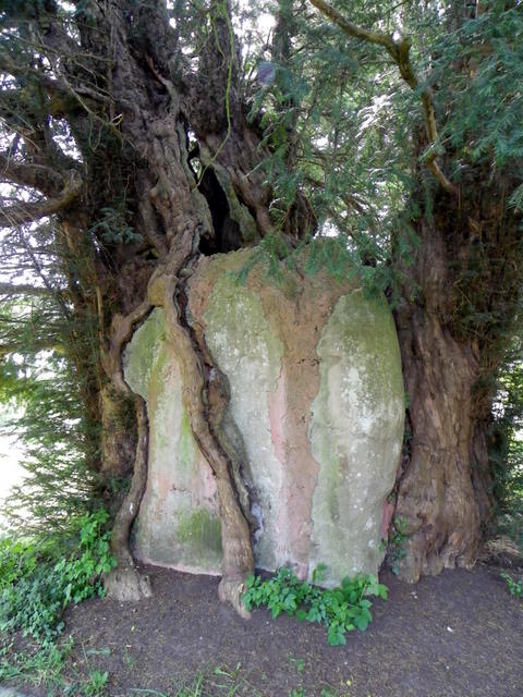 St John Baptist Tisbury Yew - 2011